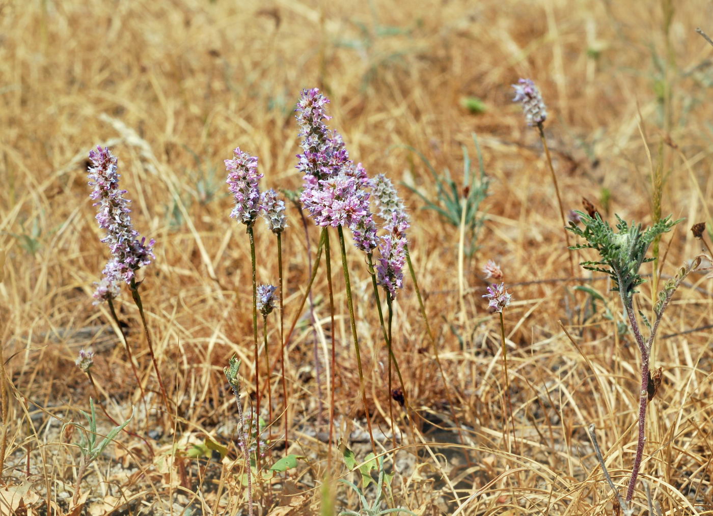 Изображение особи Psylliostachys suworowii.