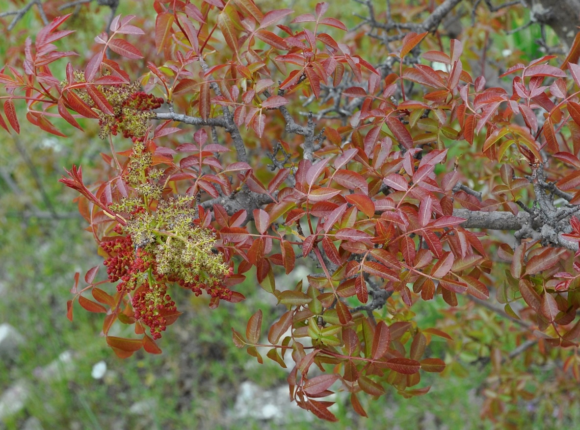 Image of Pistacia terebinthus specimen.