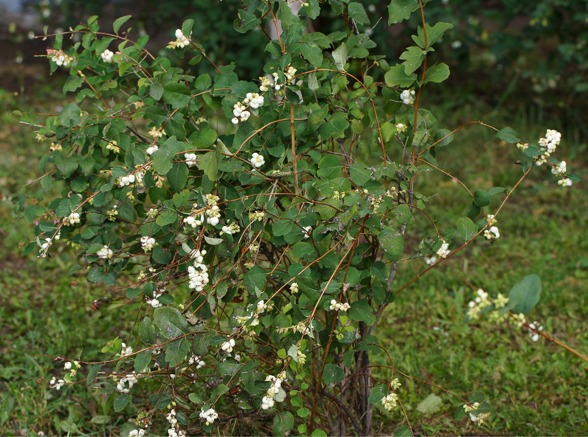 Изображение особи Symphoricarpos albus var. laevigatus.