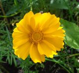 Coreopsis grandiflora