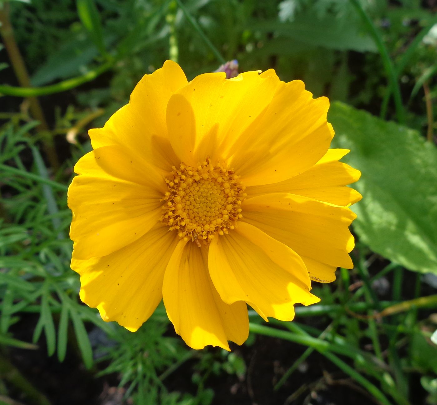 Image of Coreopsis grandiflora specimen.