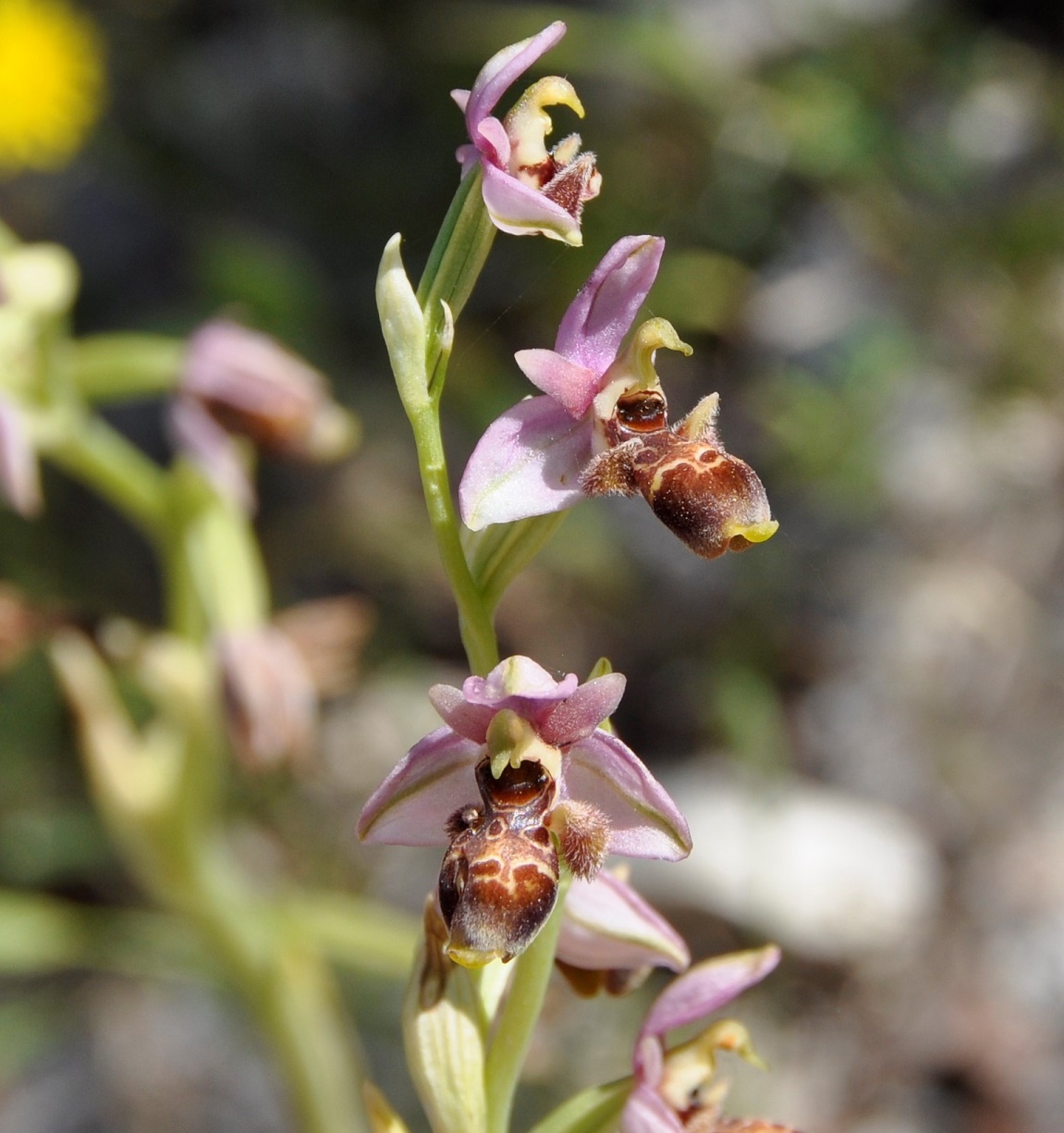 Image of Ophrys umbilicata specimen.