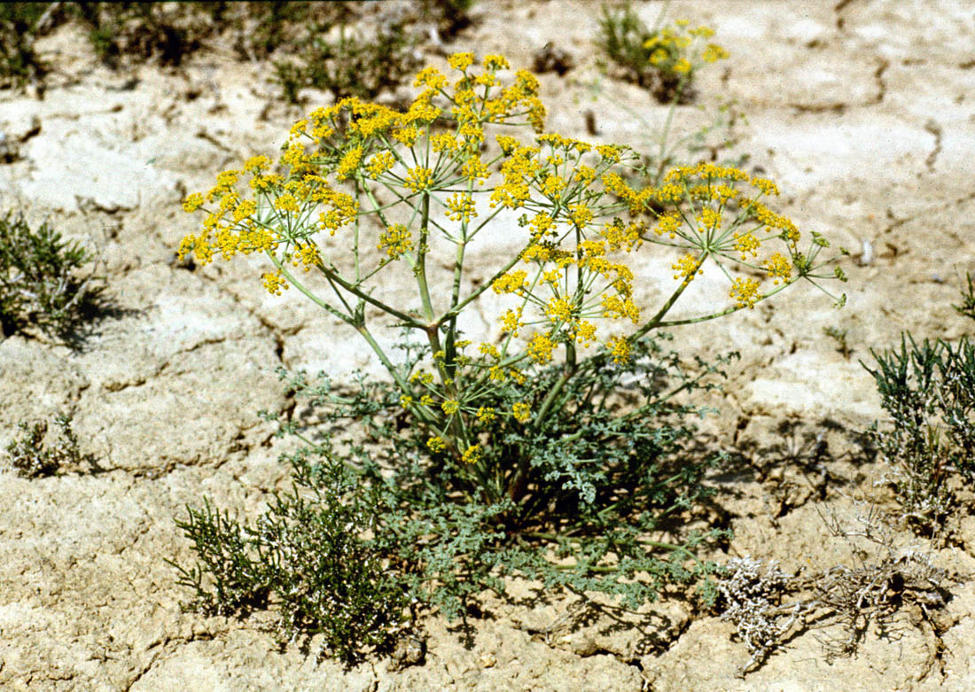 Изображение особи Ferula lehmannii.