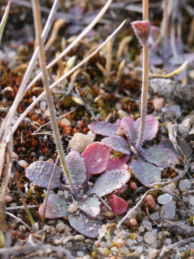 Изображение особи Arabidopsis thaliana.