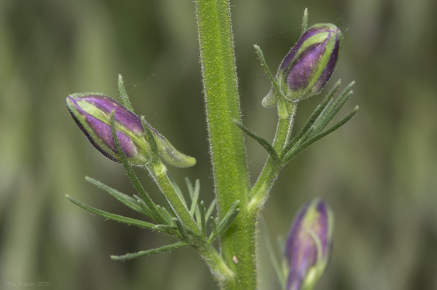 Image of Delphinium hispanicum specimen.