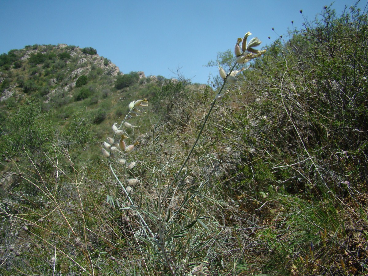 Изображение особи Astragalus semideserti.