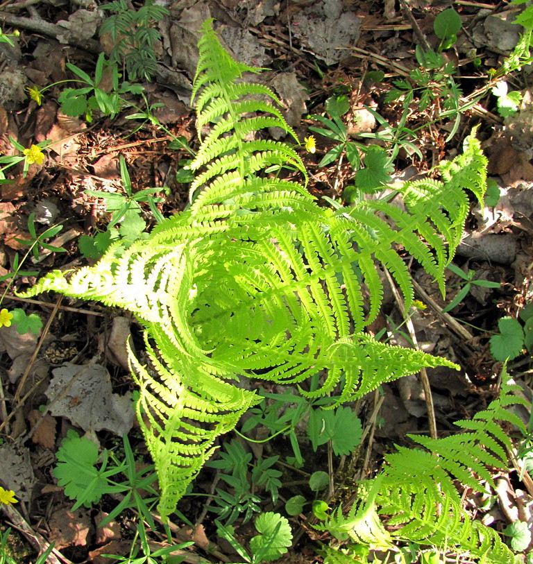 Image of Matteuccia struthiopteris specimen.