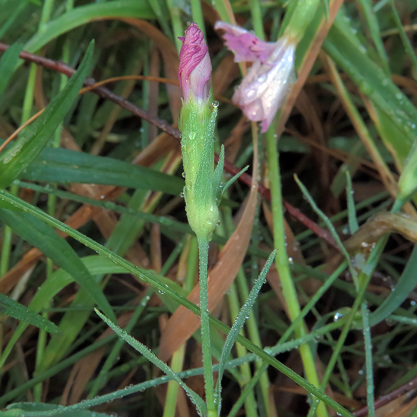 Image of Dianthus fischeri specimen.