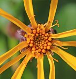 Ligularia alticola