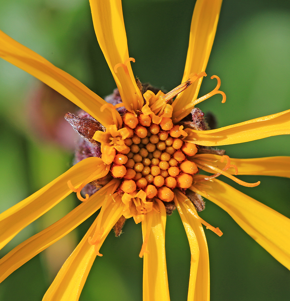 Image of Ligularia alticola specimen.