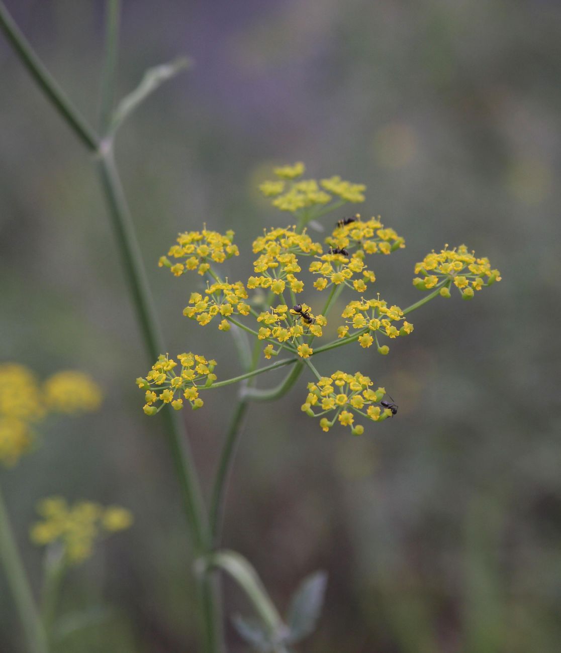 Изображение особи Pastinaca sylvestris.