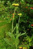 Achillea filipendulina
