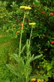 Achillea filipendulina