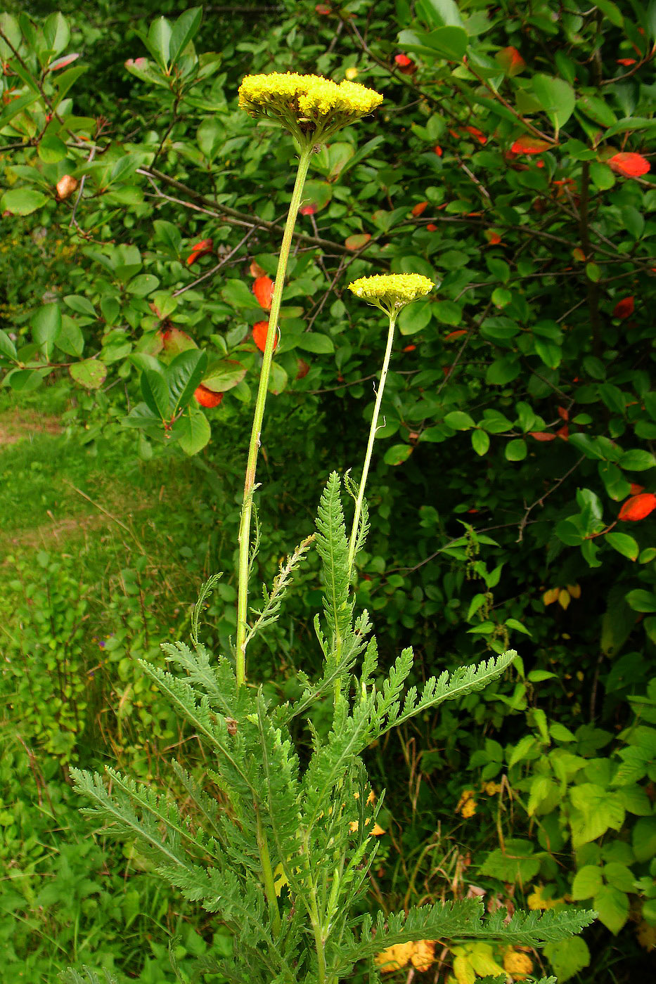 Image of Achillea filipendulina specimen.