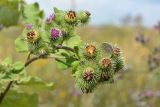 Arctium lappa