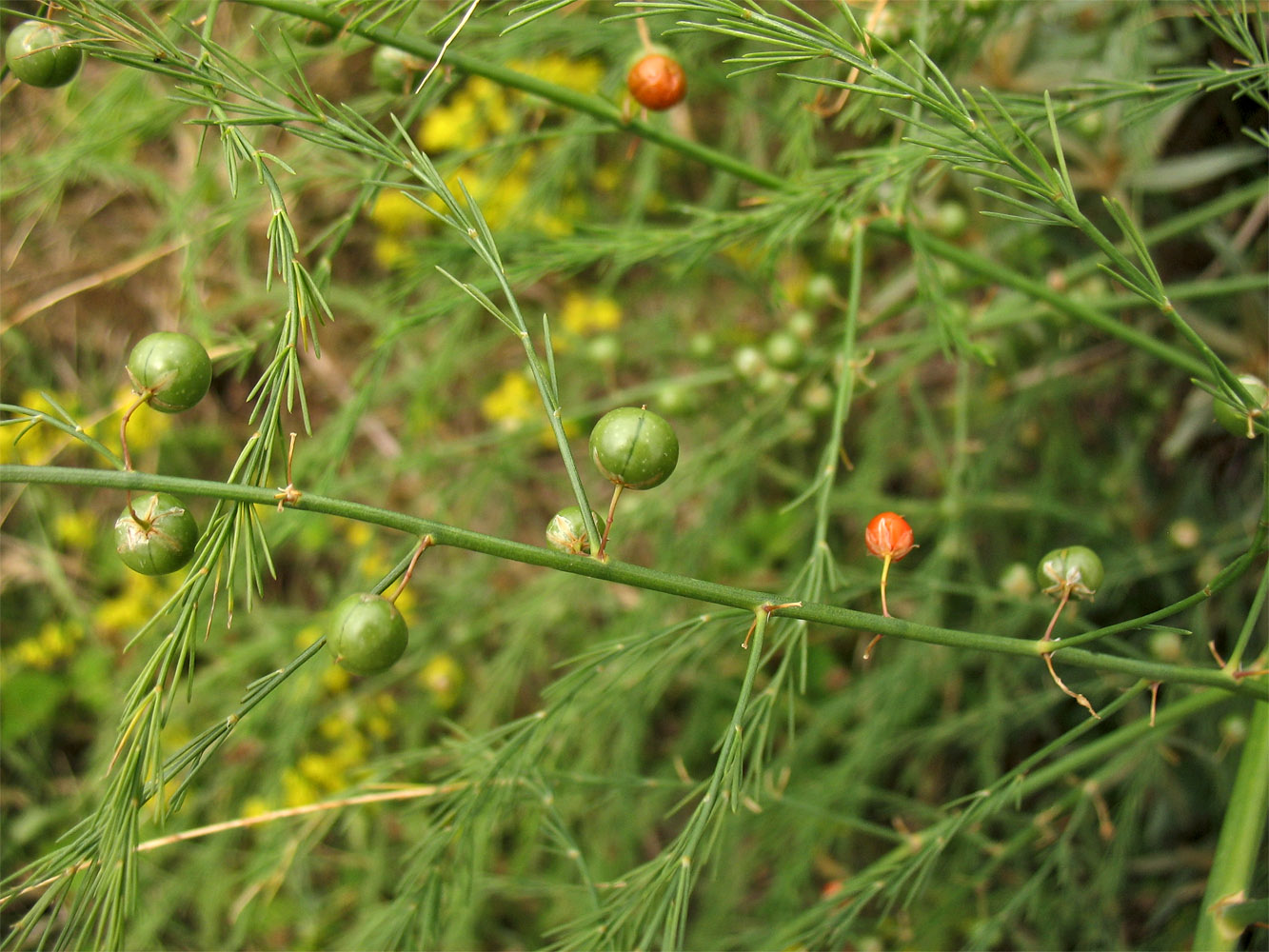 Image of Asparagus officinalis specimen.