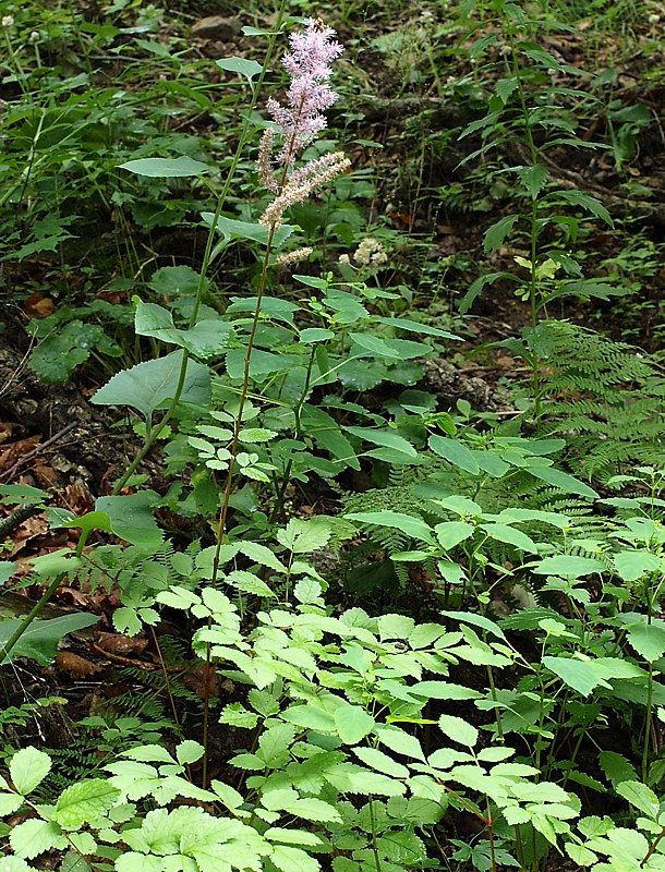 Image of Astilbe chinensis specimen.