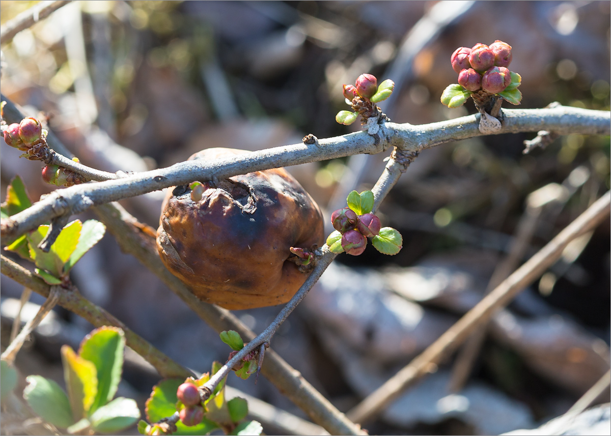 Image of genus Chaenomeles specimen.