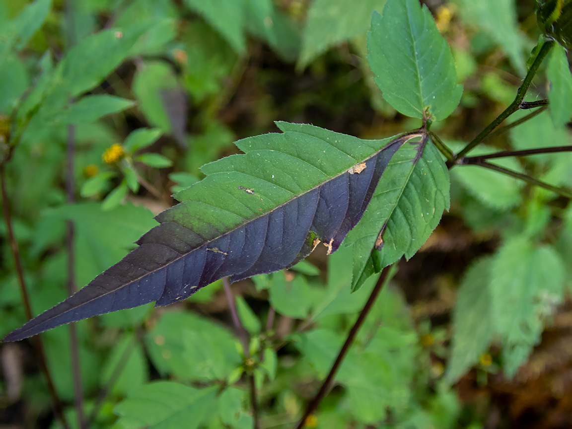 Image of Bidens frondosa specimen.