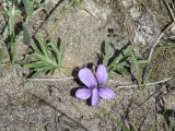 Viola dissecta