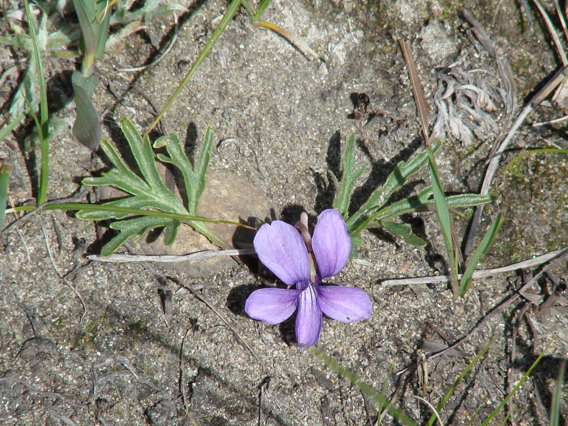 Image of Viola dissecta specimen.