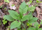 Stellaria nemorum