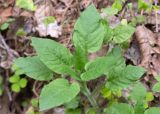 Stellaria nemorum