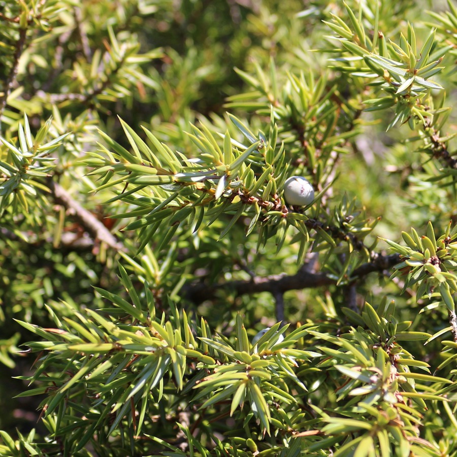 Image of Juniperus hemisphaerica specimen.