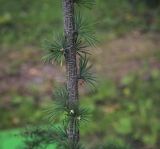 Larix principis-rupprechtii