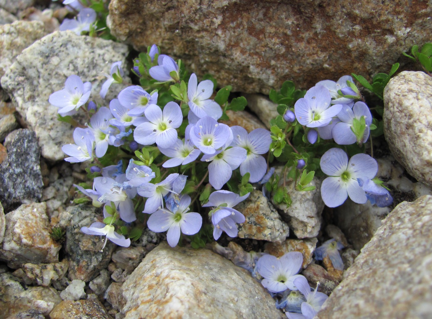 Image of Veronica minuta specimen.