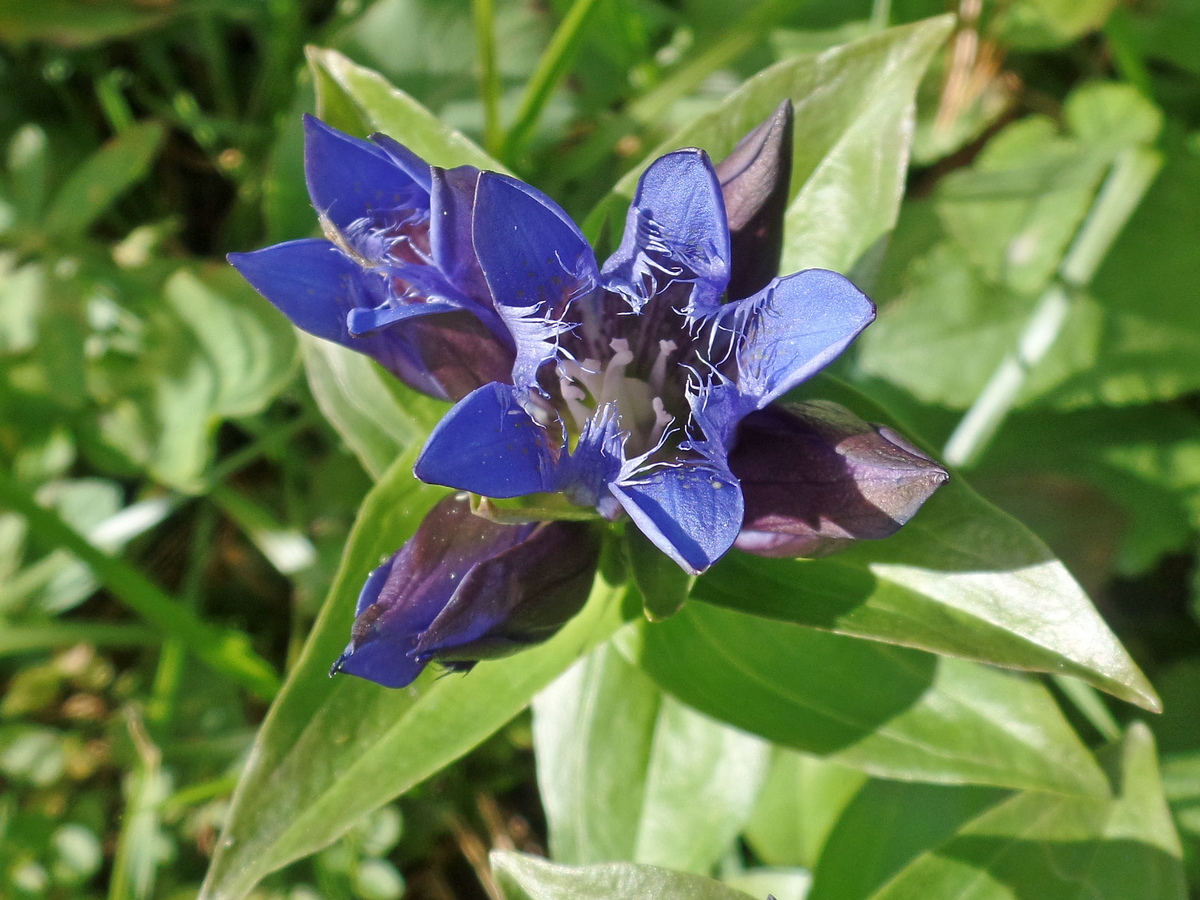 Image of Gentiana fischeri specimen.