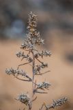Salsola pontica. Верхушка растения с отплодоносившими соплодиями. Крым, г. Феодосия, песчаный пляж. 03.01.2021.