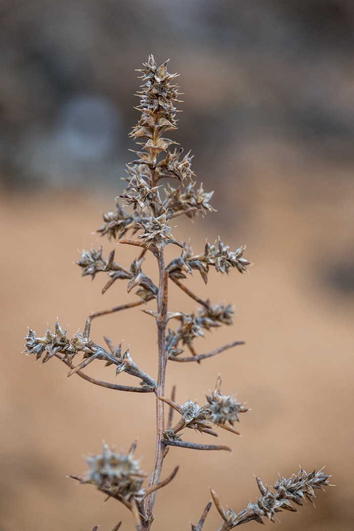 Изображение особи Salsola pontica.