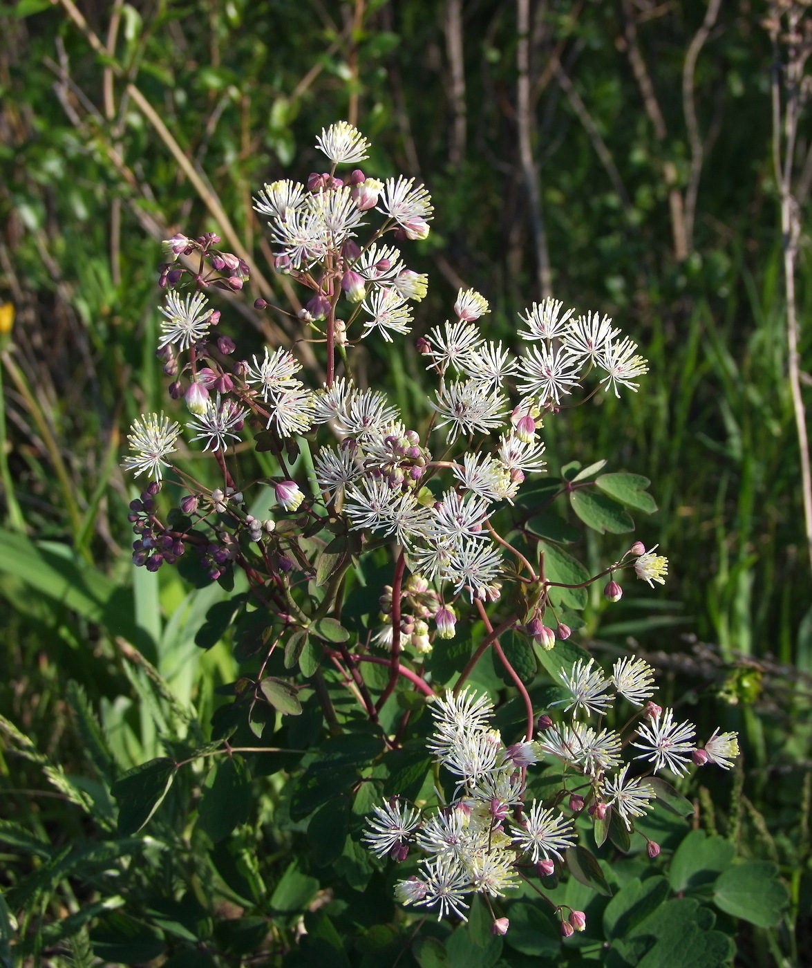 Изображение особи Thalictrum contortum.