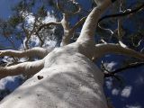 Corymbia aparrerinja