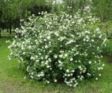 Viburnum carlesii. Цветущее растение. Донецк, бот. сад. 01.05.2019.