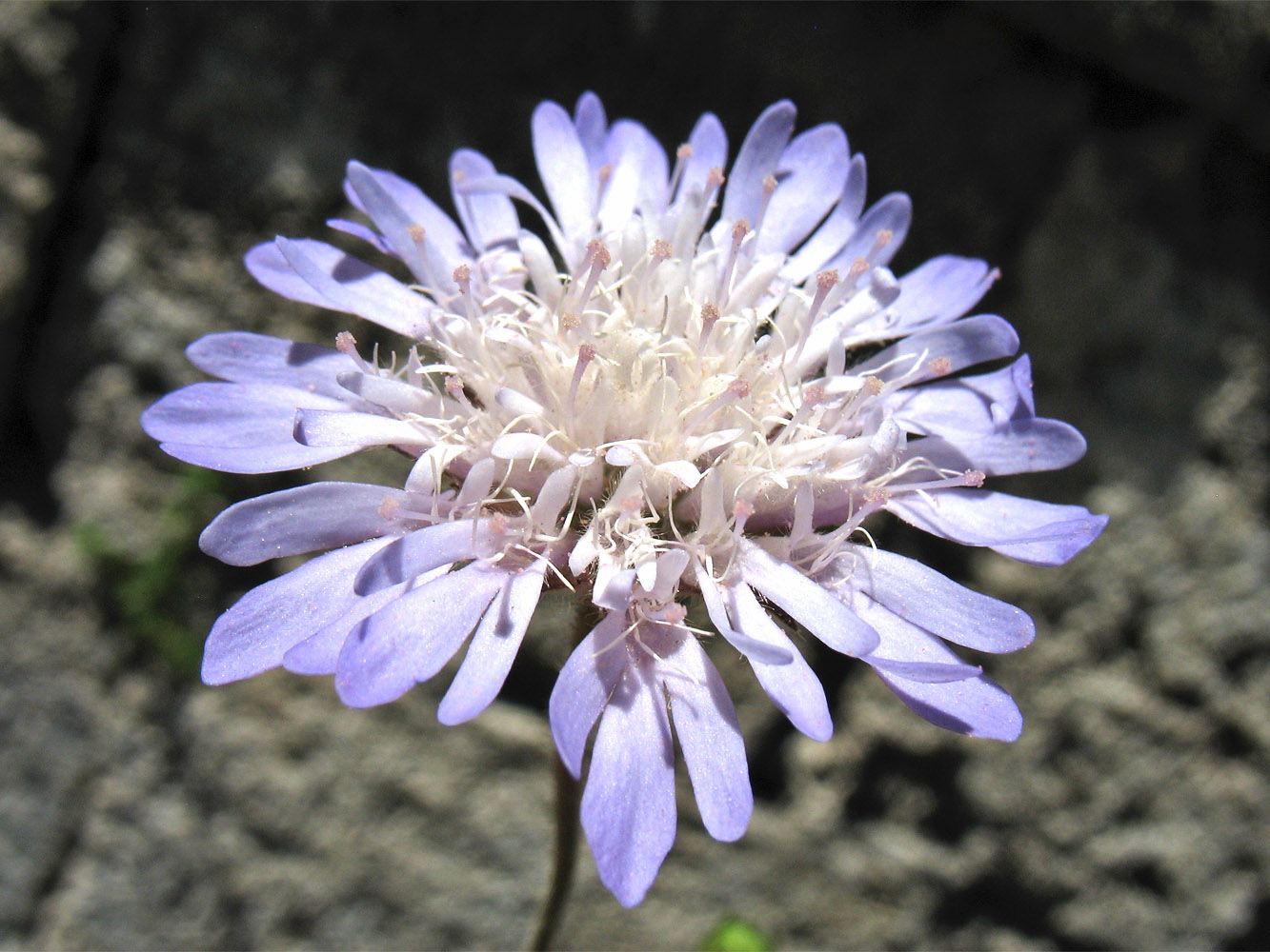 Image of Knautia integrifolia ssp. urvillei specimen.