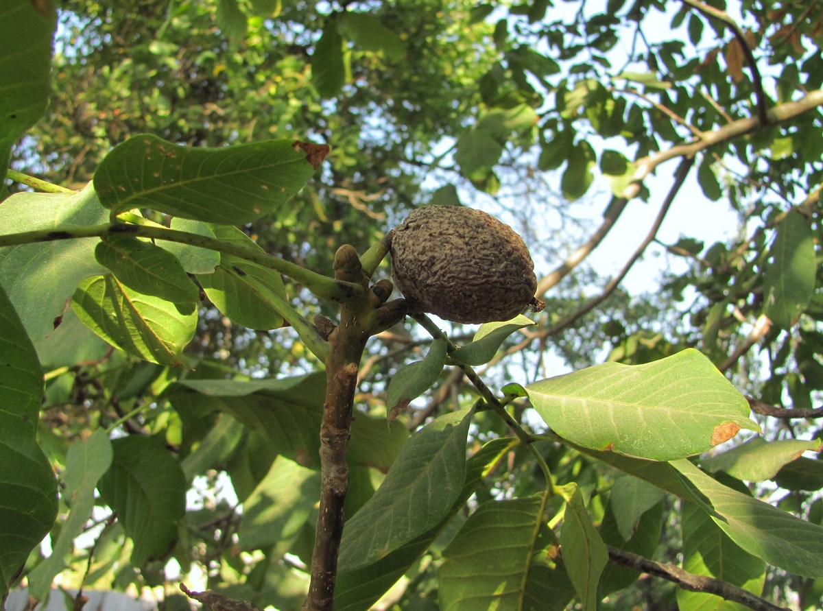 Image of Juglans regia specimen.