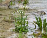 Cardamine tenera