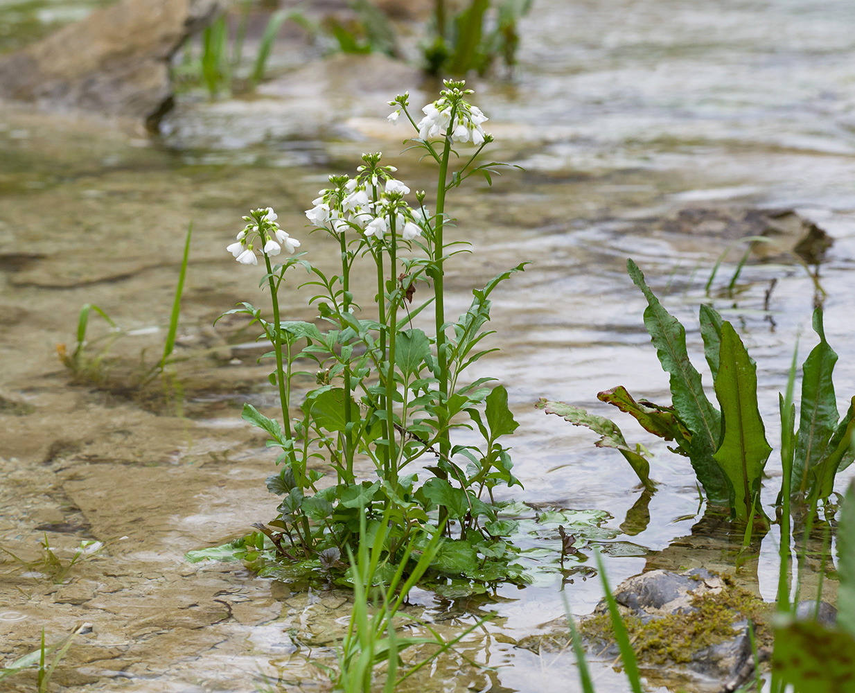 Изображение особи Cardamine tenera.