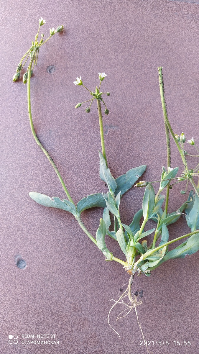 Image of Holosteum umbellatum specimen.