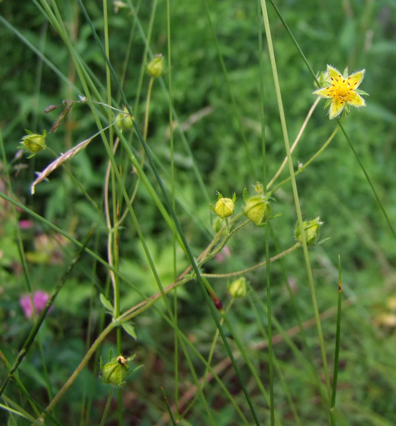 Image of Potentilla chrysantha specimen.