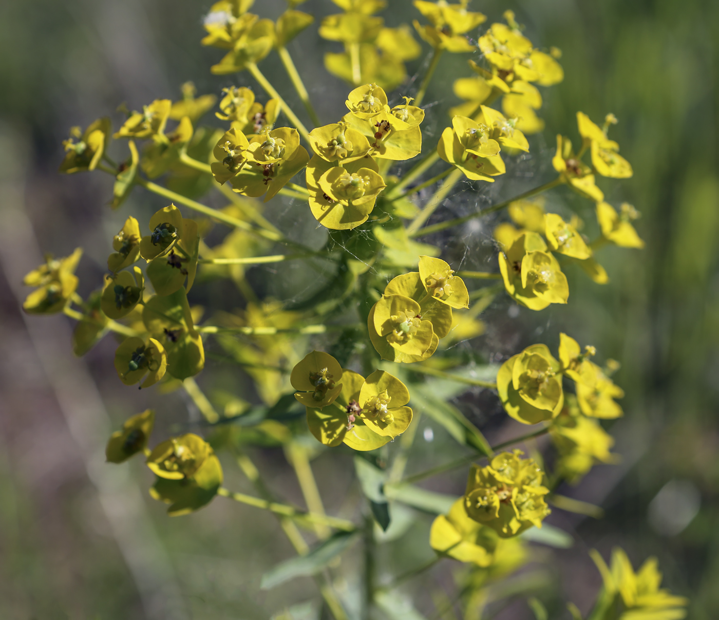 Image of Euphorbia virgata specimen.