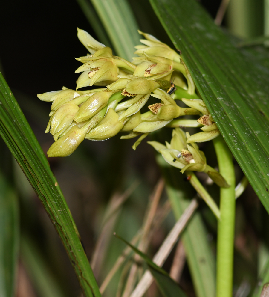 Изображение особи семейство Orchidaceae.