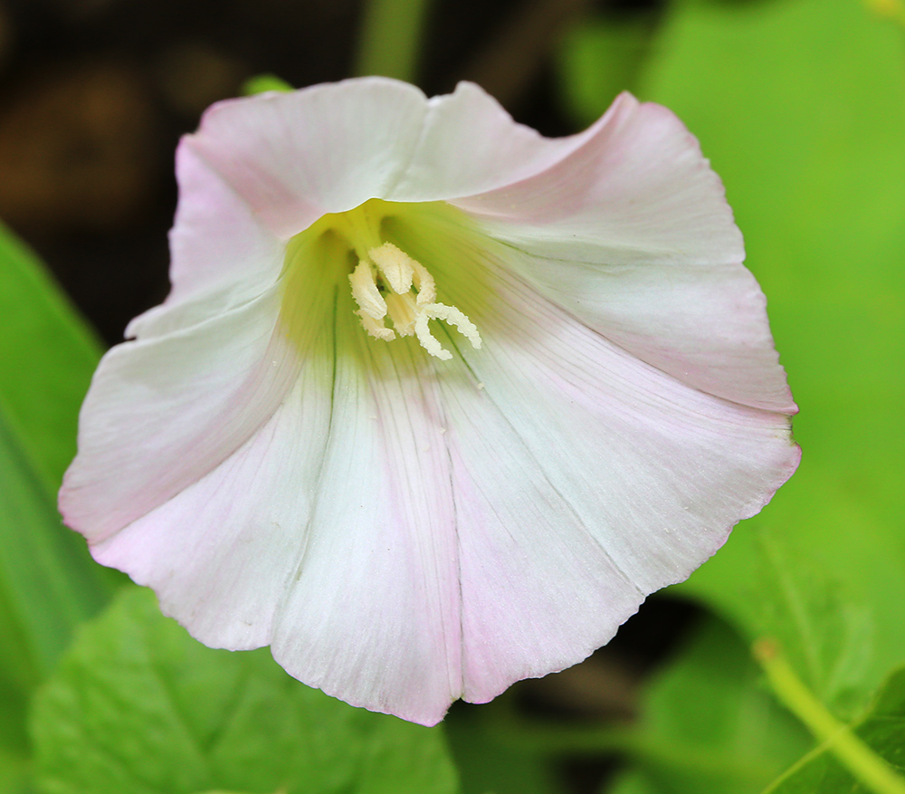 Изображение особи Calystegia hederacea.