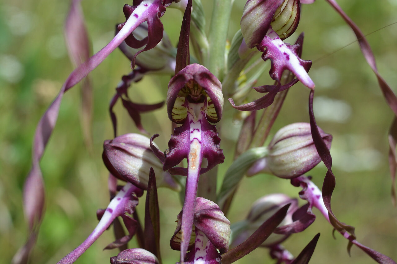 Изображение особи Himantoglossum calcaratum ssp. rumelicum.