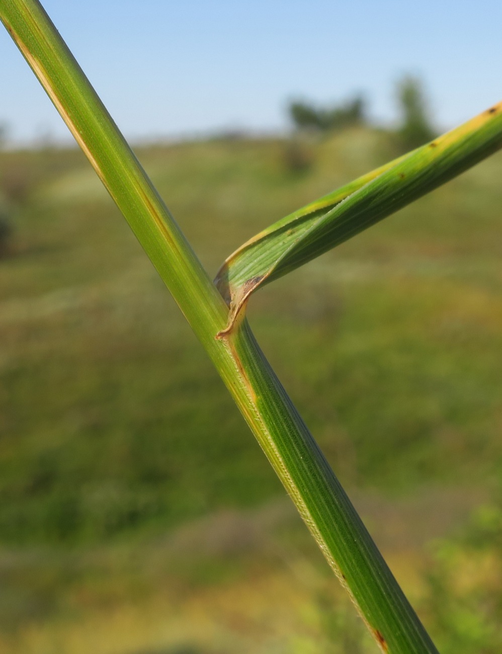 Image of Elytrigia intermedia specimen.