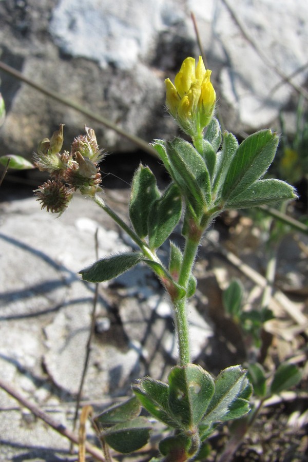 Image of Medicago minima specimen.