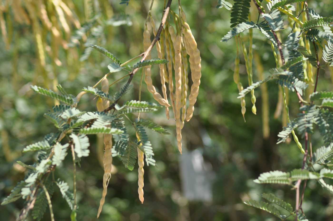 Изображение особи Prosopis juliflora.