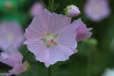 Malva moschata